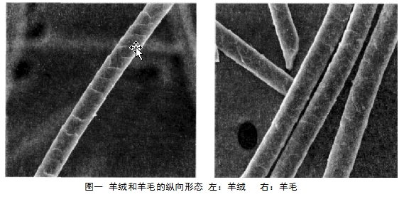 使用扫描电子显微镜进行疑难羊绒,羊毛的鉴别,主要是从纤维鳞片的厚度